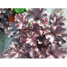 Vivace heuchera très foncé