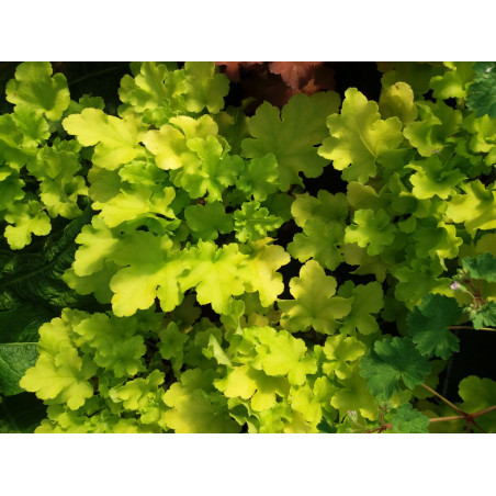 Vivace heuchera vert anis