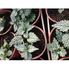 Vivace lamium
