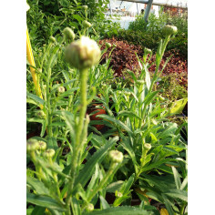 Vivace marguerite