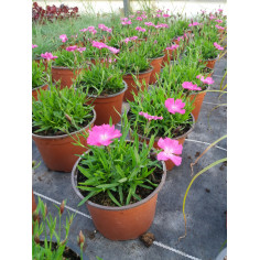 Vivace oeillet rose fluo