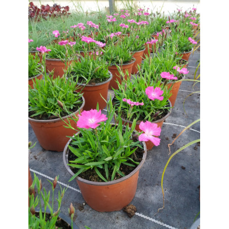 Vivace oeillet rose fluo