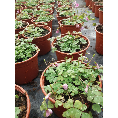 Vivace oxalis blanc à feuille pourpre foncé