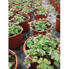 Vivace oxalis rose à petites feuille vertes