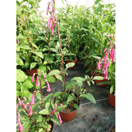 Vivace phygelius ou fushia du cap