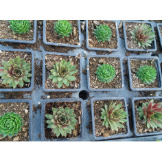 Vivace sempervirum mix ou joubarde