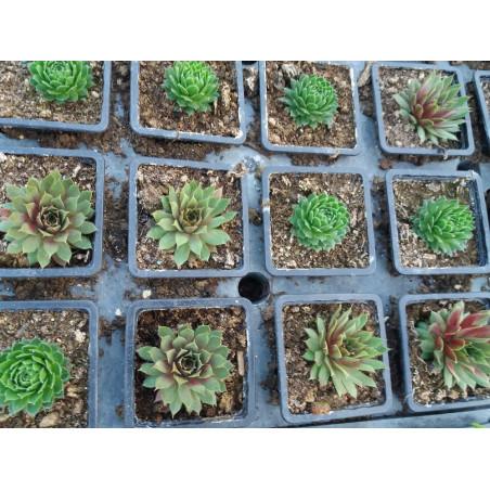 Vivace sempervirum mix ou joubarde