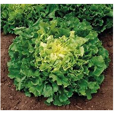 Salade d'hiver - Scarole