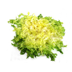 Salade d'hiver - Frisée