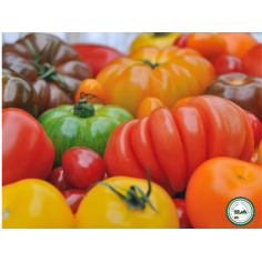 Tomate variété ancienne - 1kg