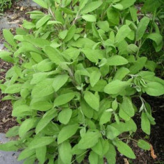Plant sauge officinale -